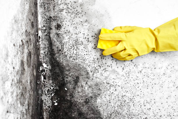 Best Toxic Mold Removal  in Lexington, MO