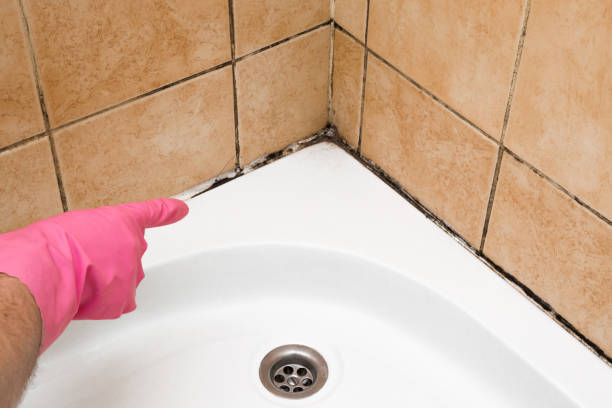 Best Toxic Mold Removal  in Lexington, MO