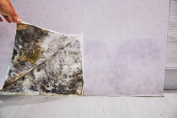 Best Crawl Space Mold Removal  in Lexington, MO